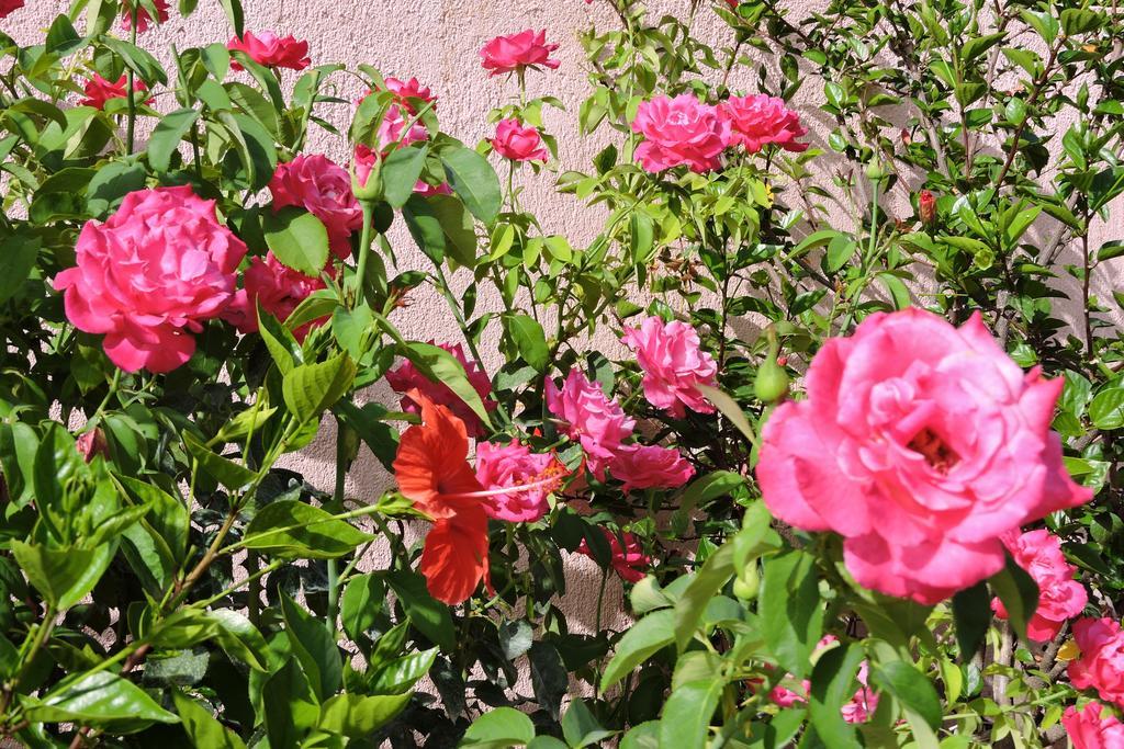 Aristomenis Studios Vlachata Exteriör bild